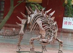 Dinosuar Skeleton